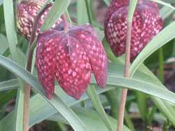 Schachbrettblume Kiebitzei Fritillaria Meleagris