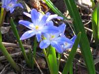 Schneeglanz Schneestolz Blaustern 