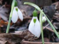 Steckbrief Schneeglckchen Pflanzen Bild Standort