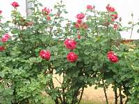 Schnittrosen Duftrosen