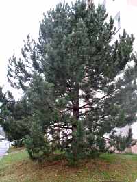 Österreichische Schwarzkieferr Pinus Nigra Standort Schneiden Pflege