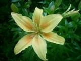 Sommer Blumen Pflege