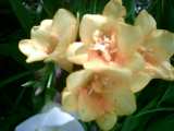 Sommerbl�her Sch�ne Blumen Pflanzen