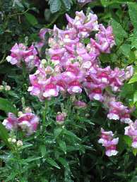Sommerblume Einj�hrige Welche Blume Pflanze