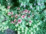 Garten Stauden Blumen Pflege