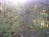 Str�ucher Pflanzen f�r Hecken