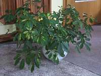 Strahlenaralie Schefflera arboricola