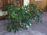 Strahlenaralie Schefflera arboricola