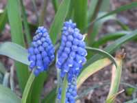 Traubenhyazinthe Muscari armeniacum