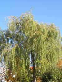 Trauerweide Salix Alba Babylonica