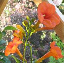 Campsis Tagliabuana Grandiflora Trompetenblume