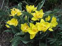 Tulipa Sylvestris