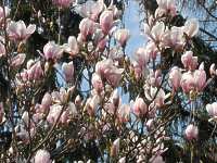 Magnolia Soulangeana Tulpen Magnolie Pflege