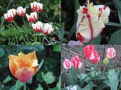 Blumen Tulpen Pflanzen Pflege Tulpen Zwiebeln