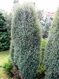 Wacholder Pflanzen Krankheiten