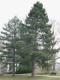 Waldkiefer Steckbrief Pinus Sylvestris