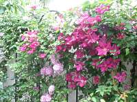 Waldrebe Schnitt Pflege Pflanzen Schneiden