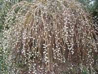 Weide Salix Caprea Pendula