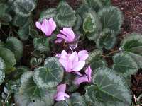 Winterharte Alpenveilchen Duft Alpenveilchen