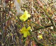Gelber Winterjasmin Pflanze im Garten Jasminum nudiflorum