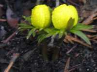 Winterling Pflanze Eranthis hyemalis
