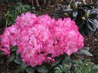 Rhododendron Yakushimanum Hybriden