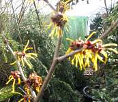 Zaubernuss Hamamelis