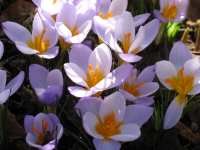 Zwiebelblumen Zwiebelpflanzen Blumenzwiebel