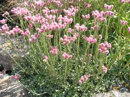 Antennaria Dioica Gewhnliches Katzenpftchen Standort Pflege