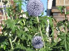 Echinops Ritro Blaue Kugeldistel