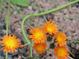 Habichtskraut Museohr Hieracium Aurantiacum 