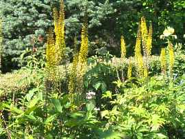 Kreuzkraut Ligularia stenocephala 