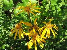 Ligularia dentata