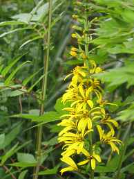 Ligularia przewalskii