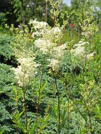 Mdes Filipendula Ulmaria