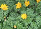 Adonisrschen Adonis Vernalis