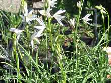 Affodill Asphodelus Albus 