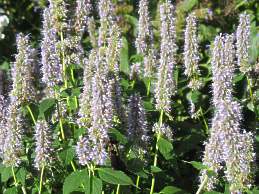 Agastache rugosa Blue Fortune