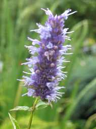 Anis-Yosp Agastache Foeniculum