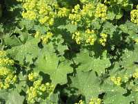 Alchemilla Mollis