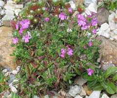 Alpenbalsam Erinus Alpinus Steingartenpflanze Polsterstaude