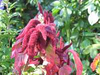 Amarant Fuchsschwanz Amaranthus Caudatus