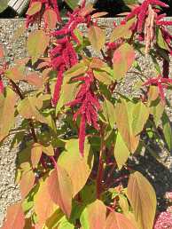 Amarant Fuchsschwanz Amaranthus Cruentus 