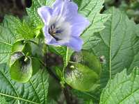 Andenbeere Physalis Peruviana