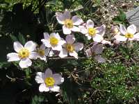 Anemone Japonica 