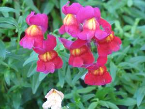 Antirrhinum Majus  Lwenmulchen Standort