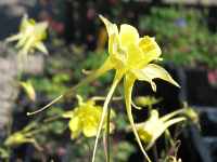 Aquilegia Caerulea