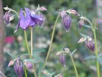 Akelei Aquilegia Vulgaris