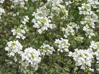 Arabis procurrens "Variegata"