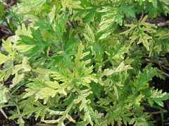 Artemisia vulgaris "Oriental Limelight"